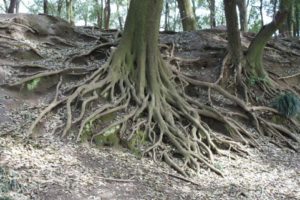 木の根と毛根